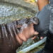 Meet Moo Deng: The Beloved Pygmy Hippopotamus Online